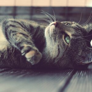 Tablou canvas pisica relaxata
