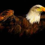 Tablou canvas eagle