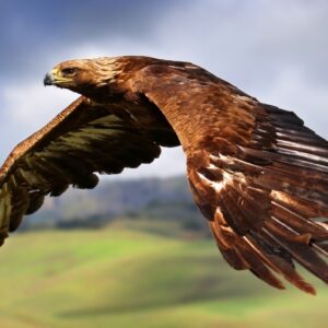 Tablou canvas vultur