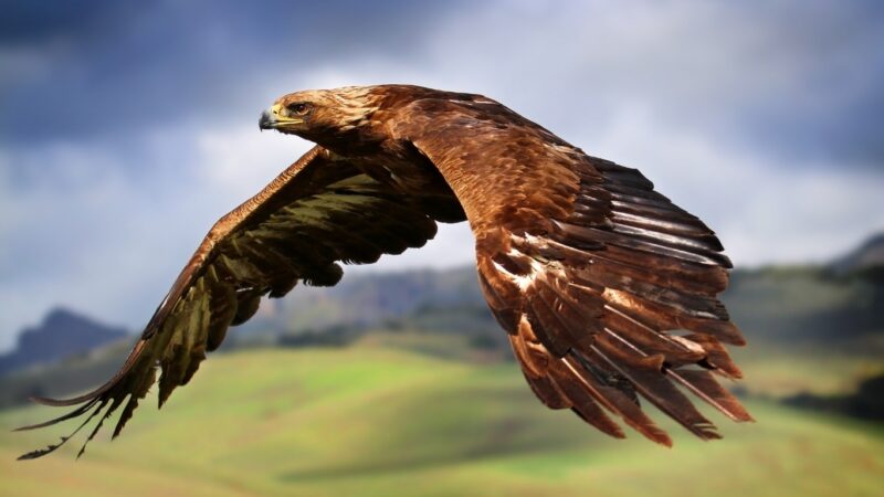 Tablou canvas vultur