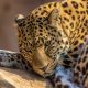 Tablou Leopard - animale salbatice