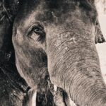 Tablou Canvas Elefant