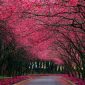 Tablou canvas alee toamna copaci rosii